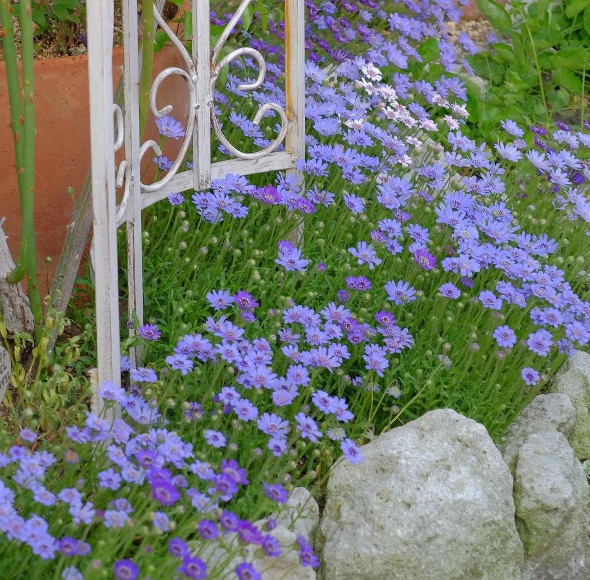 2-Pack Daisy 'Felicity Blue' Established Plants (Felicia amelloides)