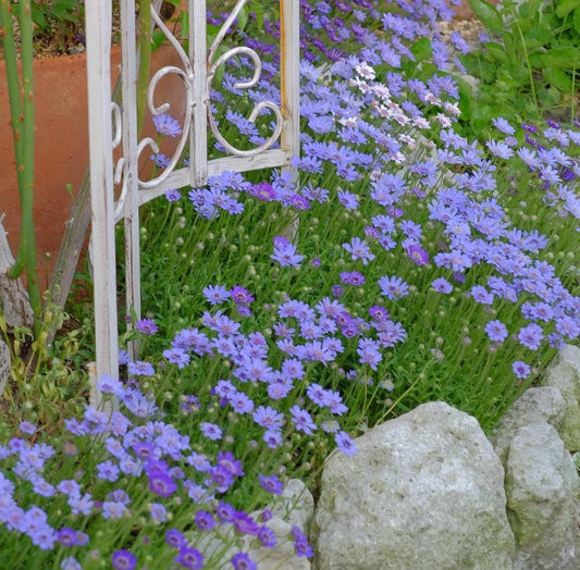 2-Pack Daisy 'Felicity Blue' Established Plants (Felicia amelloides)