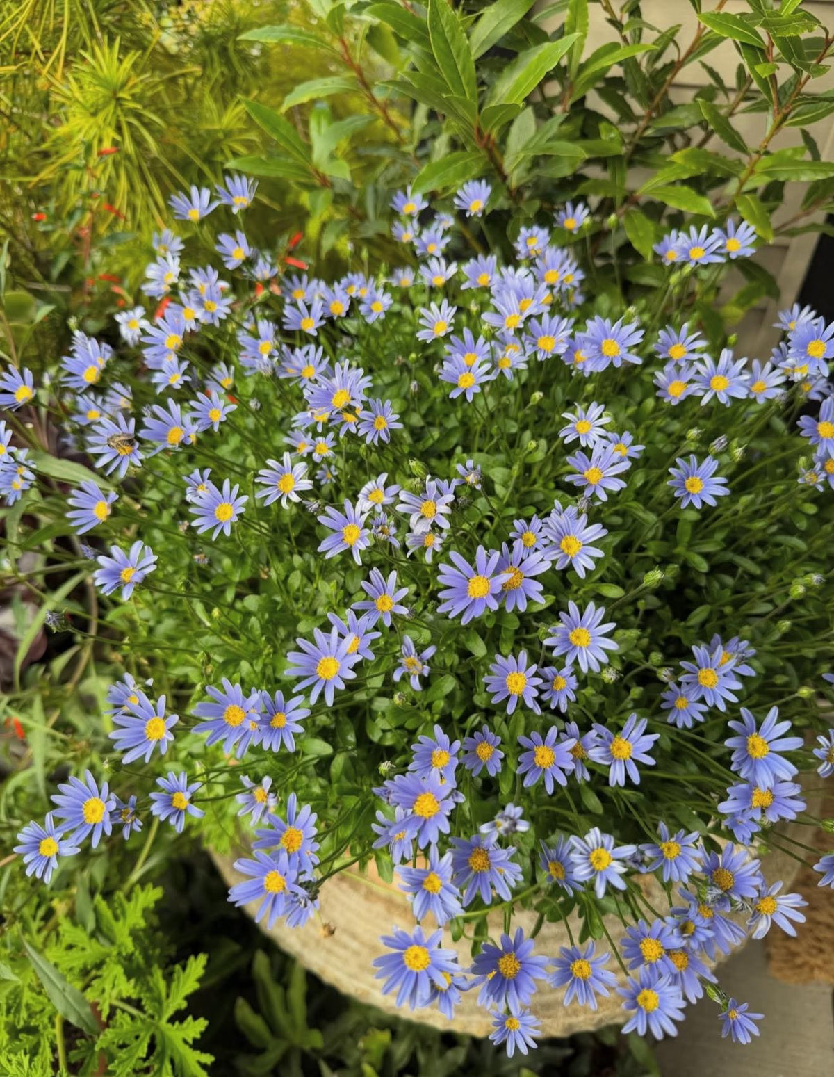 2-Pack Daisy 'Felicity Blue' Established Plants (Felicia amelloides)