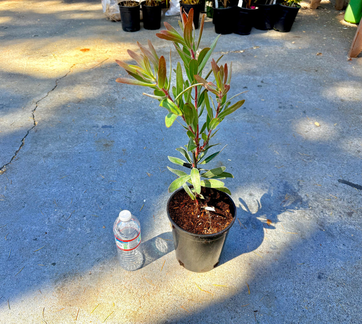Live Plants ‘Empress Protea - 1 Gallon Size. Drought Garden
