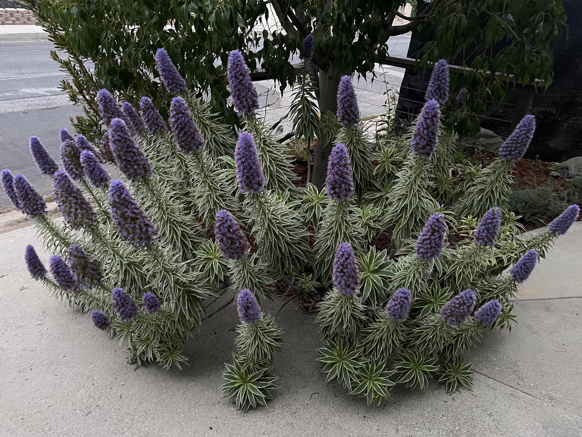 Variegated ‘Pride of Madeira Live Plants - Giant Flowers - 1 Gallon Size ‘Star of Madeira