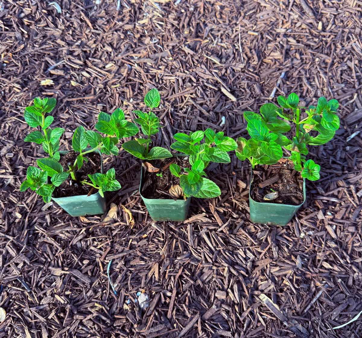 Lavender Mint (Smells like Lavender!)  (2-Pack) - Live Herb Plants