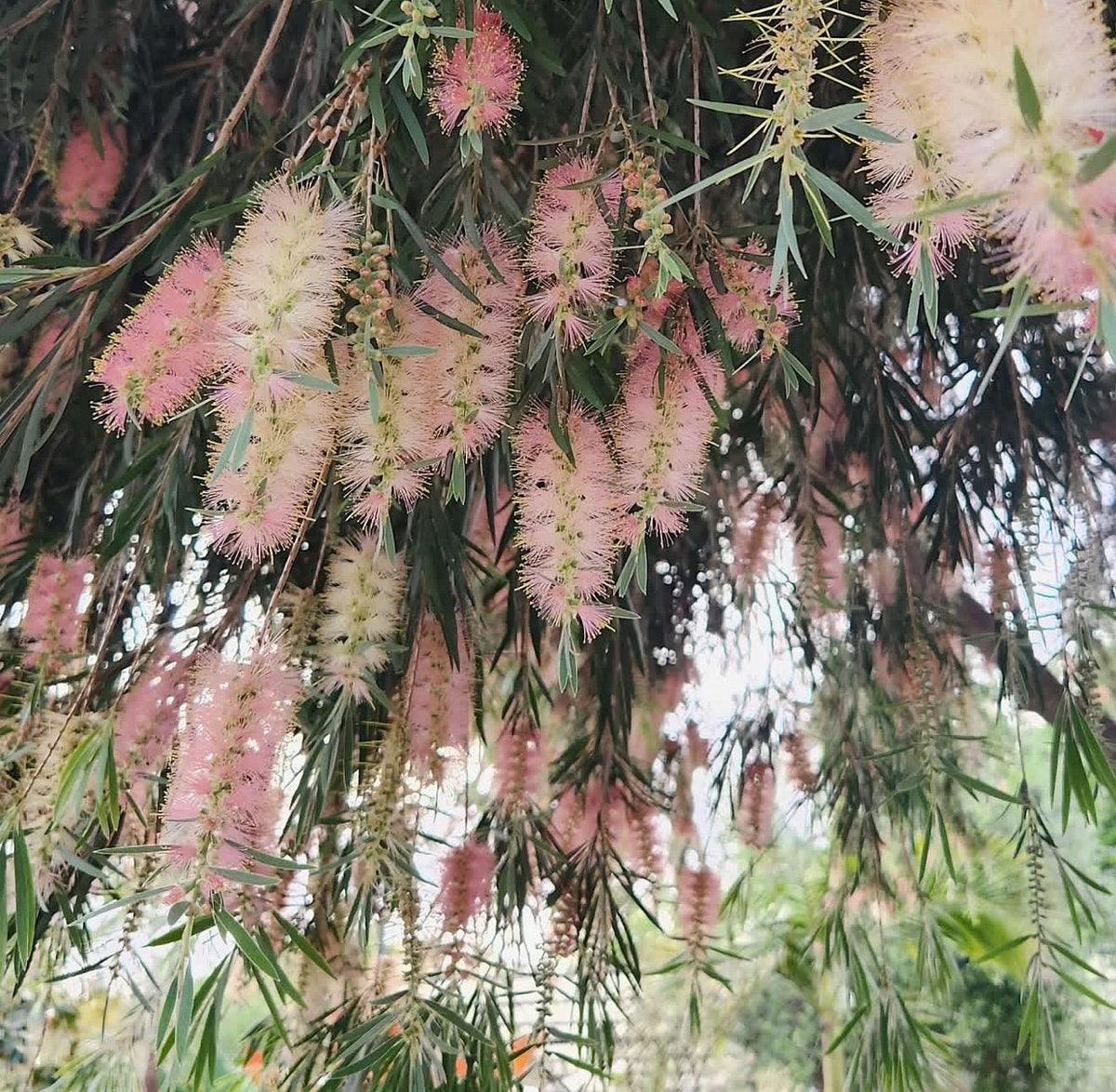 Weeping Bottlebrush ‘Canes Hybrid | Peachy Strawberry Lemonade Blooms - 1 Gallon Plants