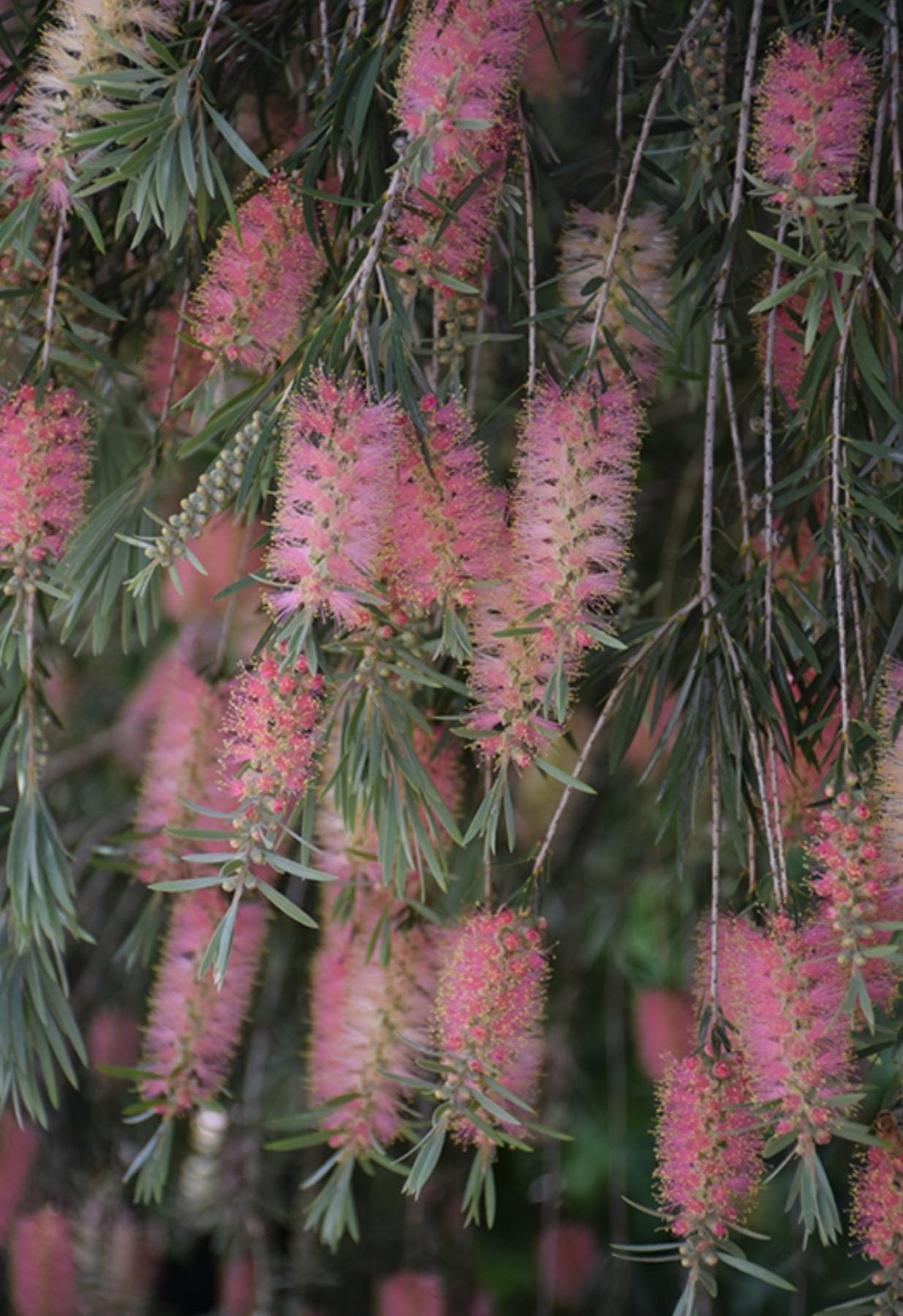 Weeping Bottlebrush ‘Canes Hybrid | Peachy Strawberry Lemonade Blooms - 1 Gallon Plants