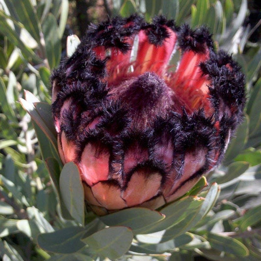 MINK ROSE Protea - Live Plant - Rare!