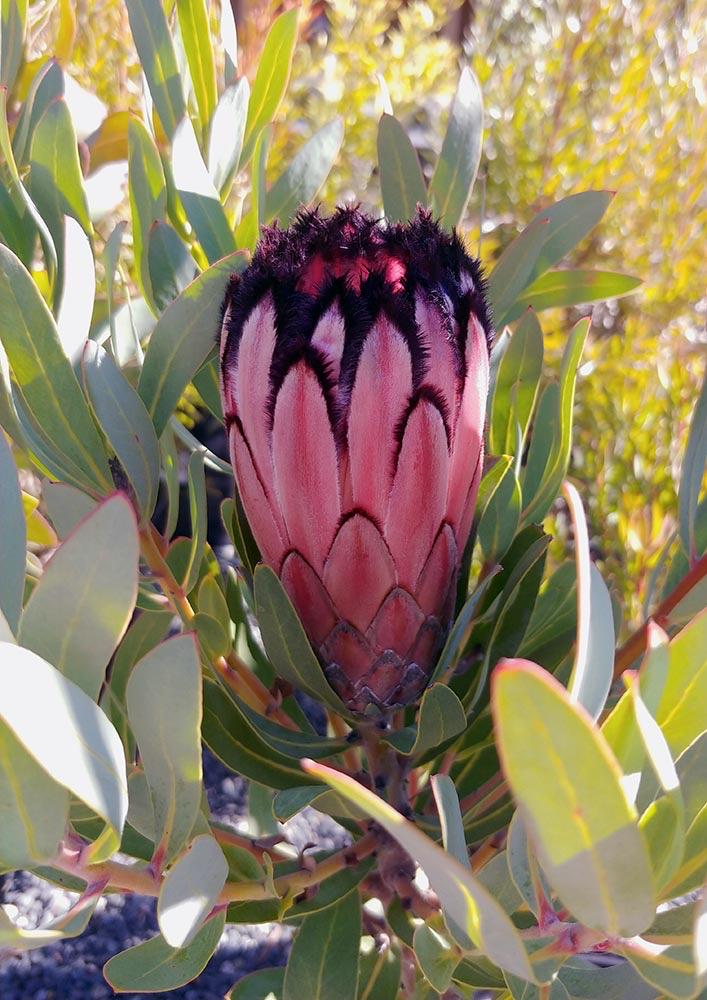 MINK ROSE Protea - Live Plant - Rare!