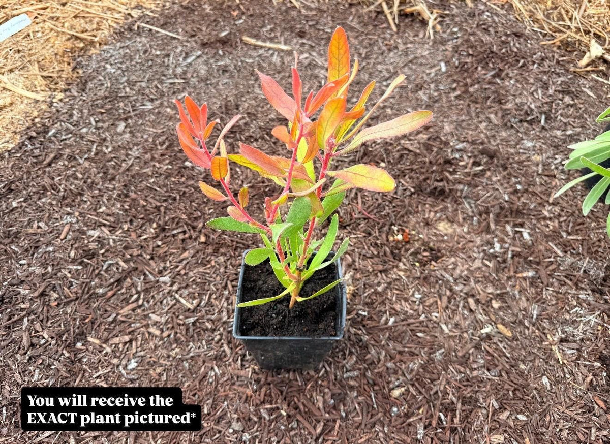 MINK ROSE Protea - Live Plant - Rare!