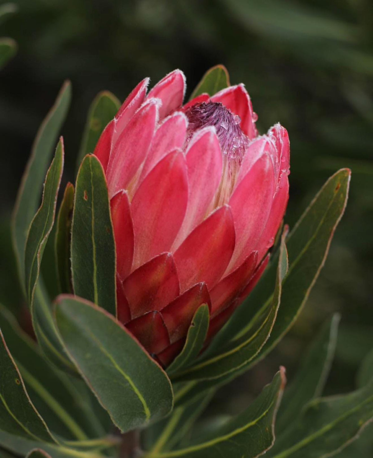 Live Plants ‘Pink Ice Protea -  1 Gallon Size. Drought Garden
