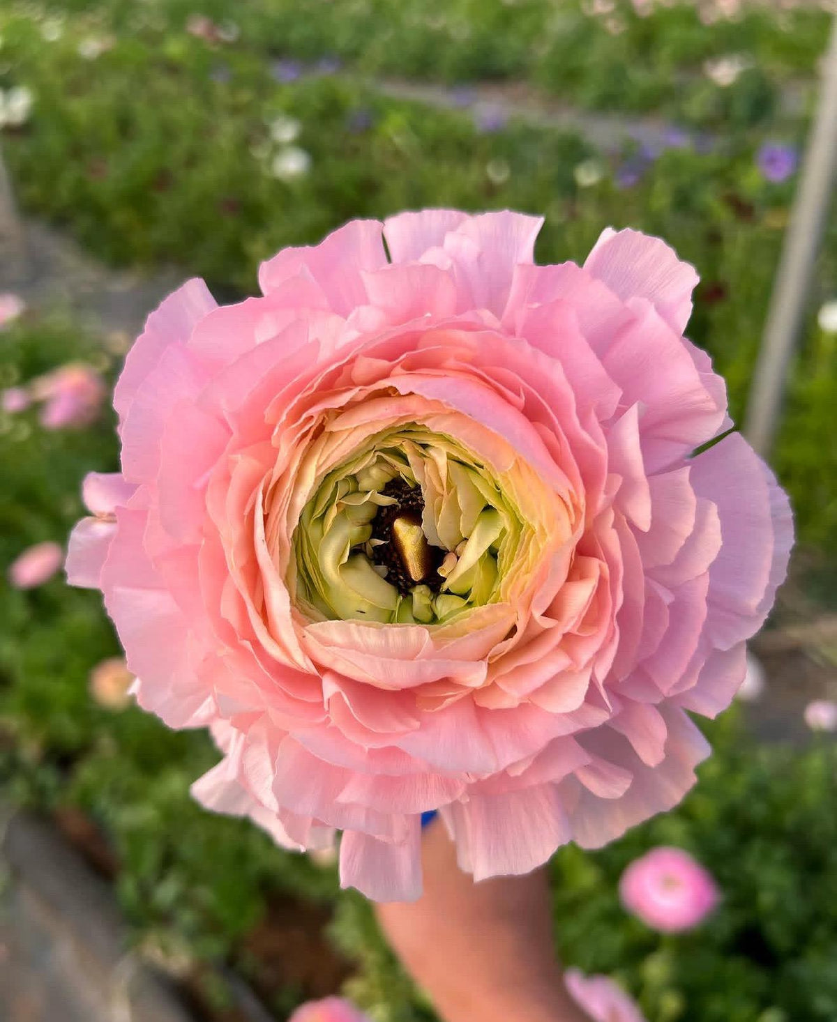 Imported Ranunculus ‘Pastello Dolce Vita Elegance Series - 5 Corms