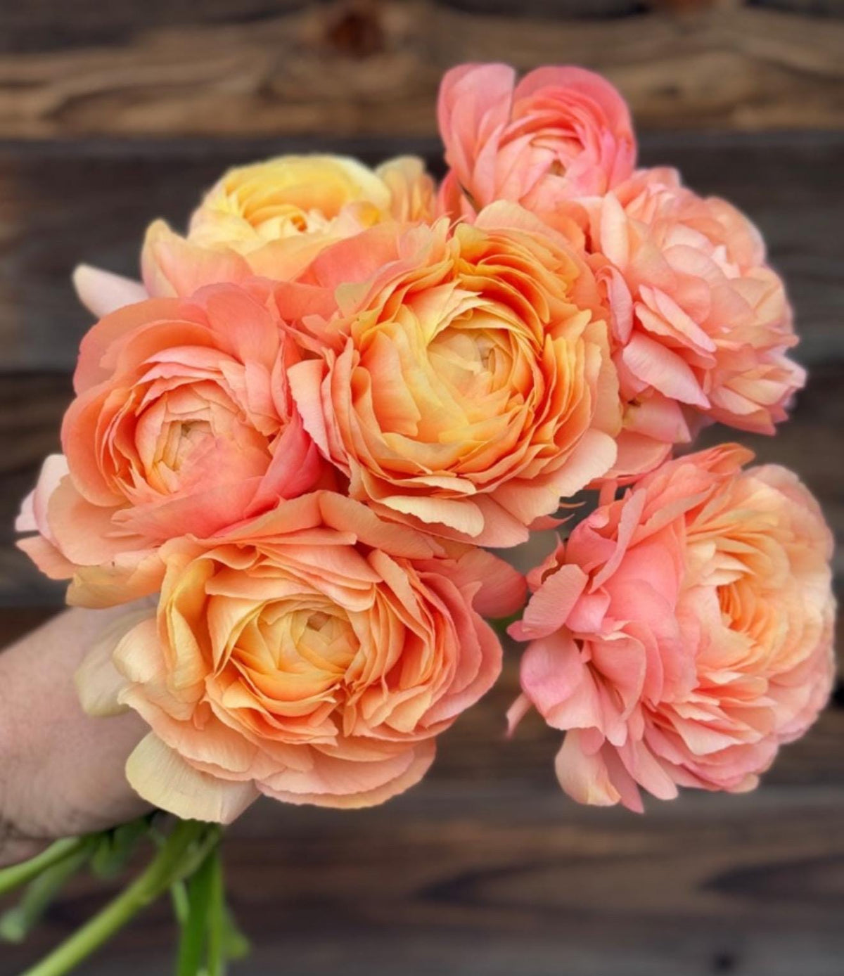 Imported Ranunculus ‘Grand Pastel Cloni Success Series - 5 Corms