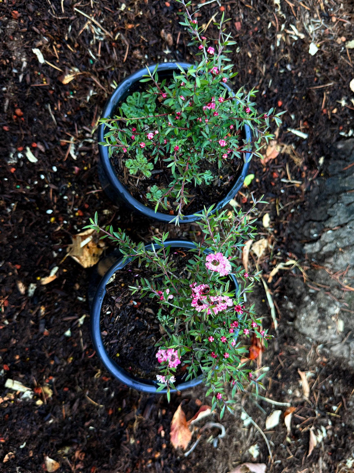 Candy Cane Tea Shrub (Leptospermum ‘Candycane) - Double Flowers - 1 Gallon Live Plants