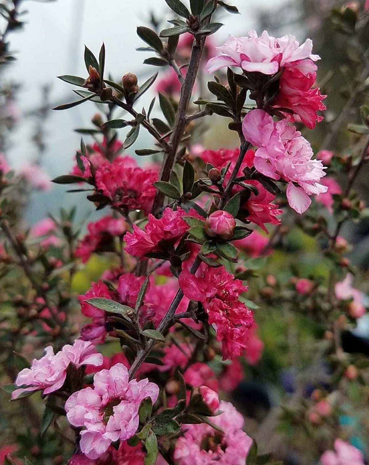 Candy Cane Tea Shrub (Leptospermum ‘Candycane) - Double Flowers - 1 Gallon Live Plants