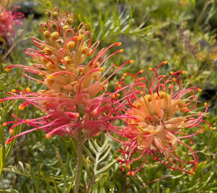 Grevillea 'Superb' Coral-Pink Spider Flowers  Drought Tolerant Shrub (1 Gallon)