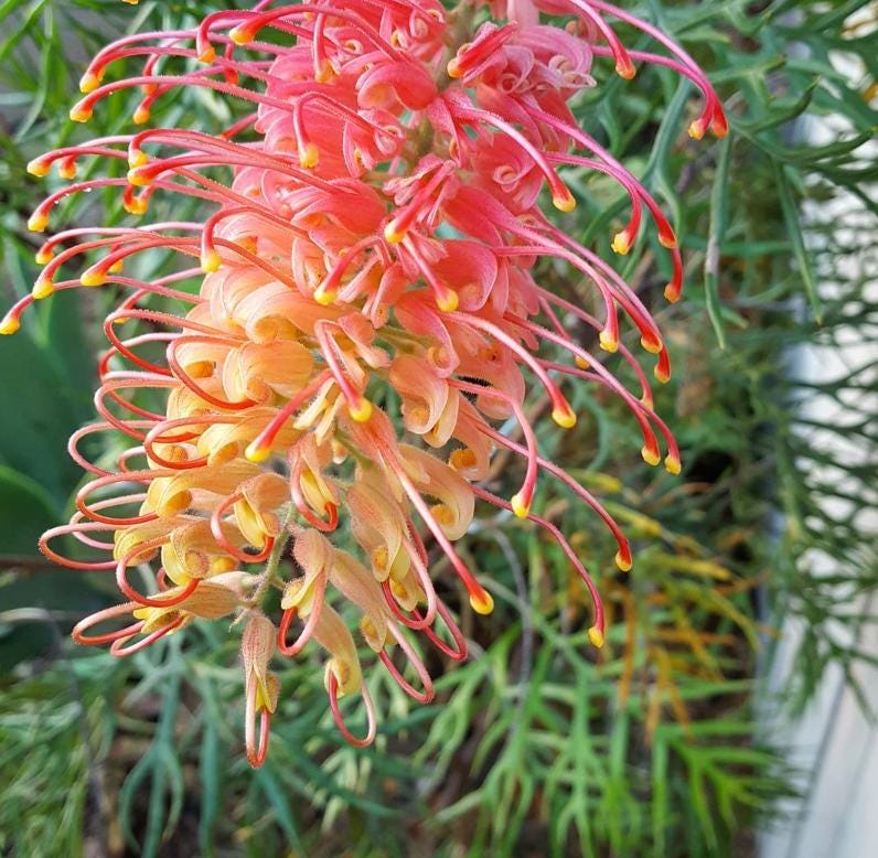 Grevillea 'Superb' Coral-Pink Spider Flowers  Drought Tolerant Shrub (1 Gallon)