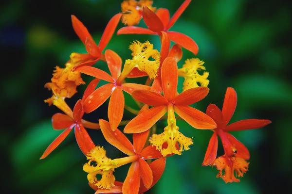 Epidendrum Orchid Hybrid Orange - Live Plants