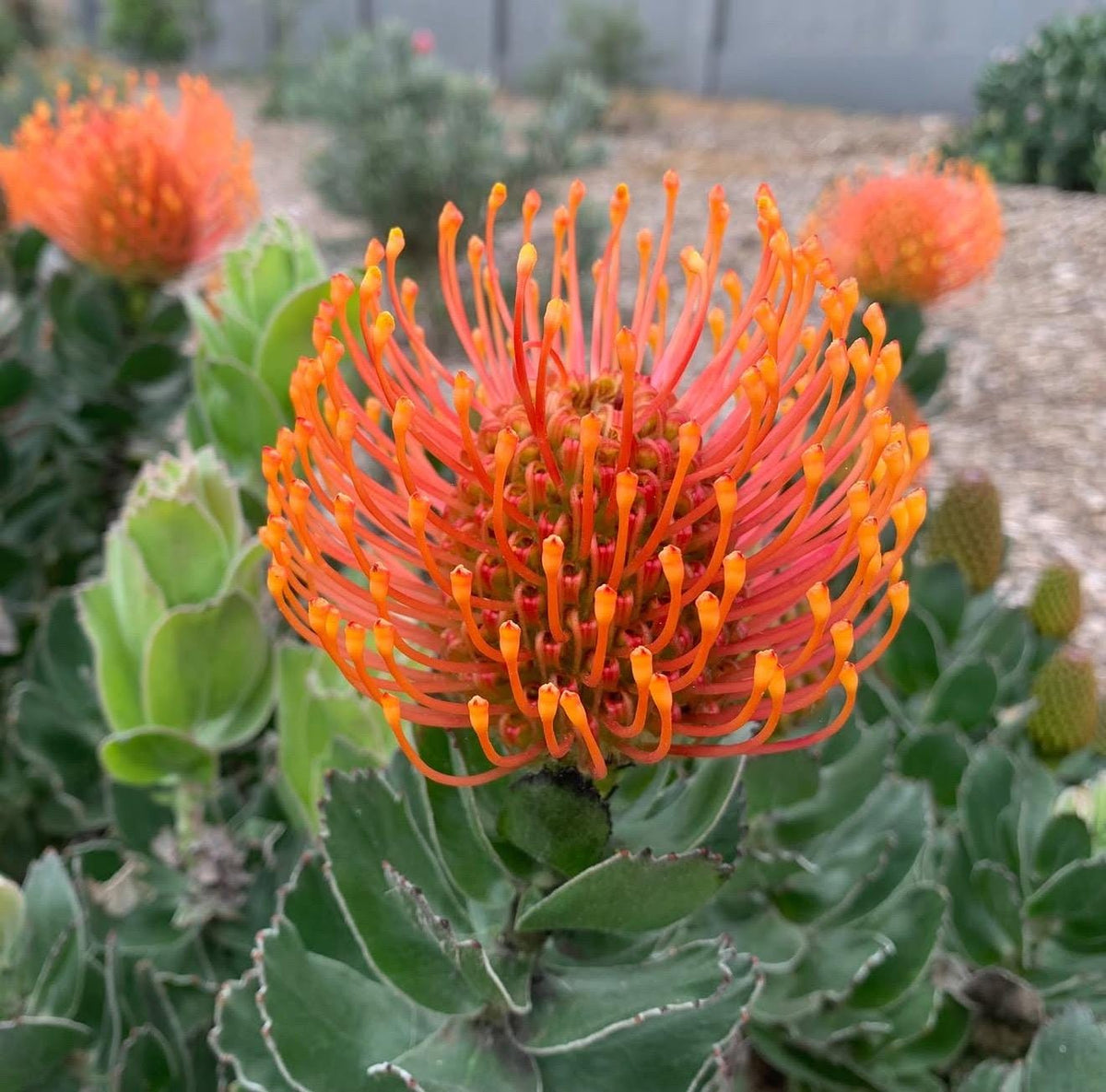 Leucospermum ‘Brothers' Live Established Plant - 1 Gallon Size