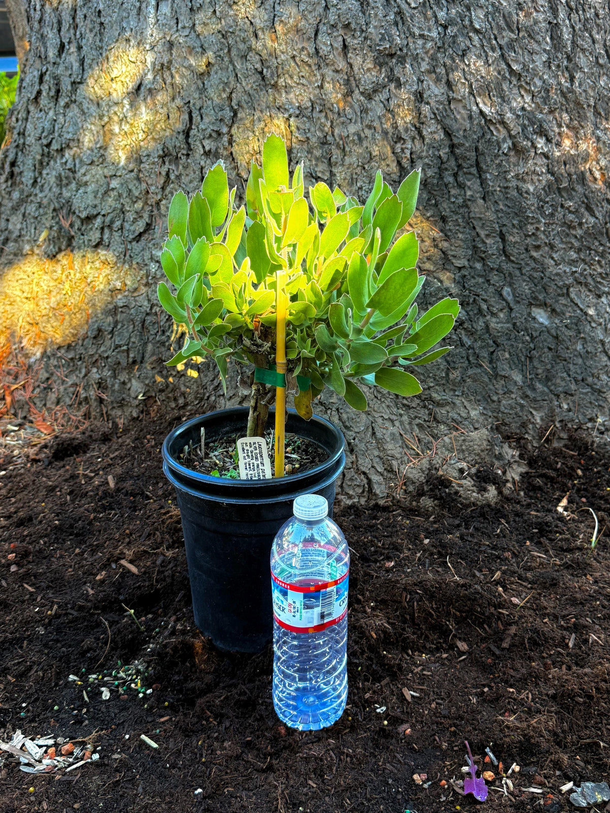 Leucospermum ‘Brothers' Live Established Plant - 1 Gallon Size