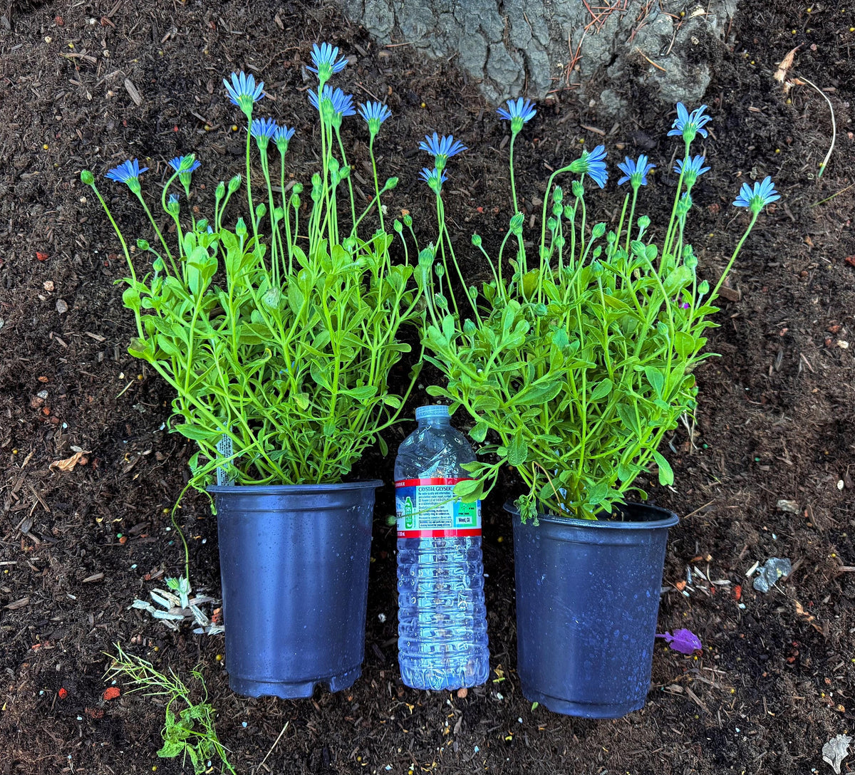 2-Pack Daisy 'Felicity Blue' Established Plants (Felicia amelloides)