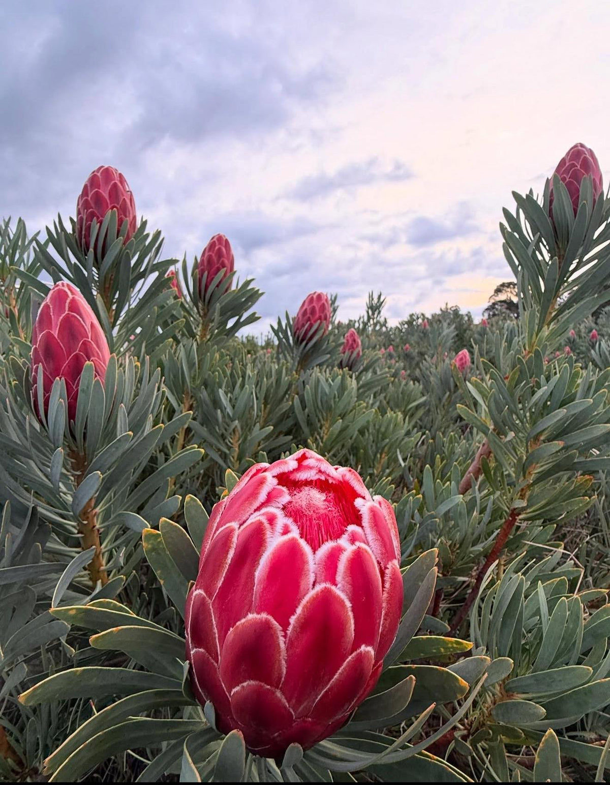 Live Plants ‘Empress Protea - 1 Gallon Size. Drought Garden