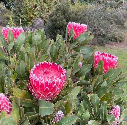Live Plants ‘Empress Protea - 1 Gallon Size. Drought Garden