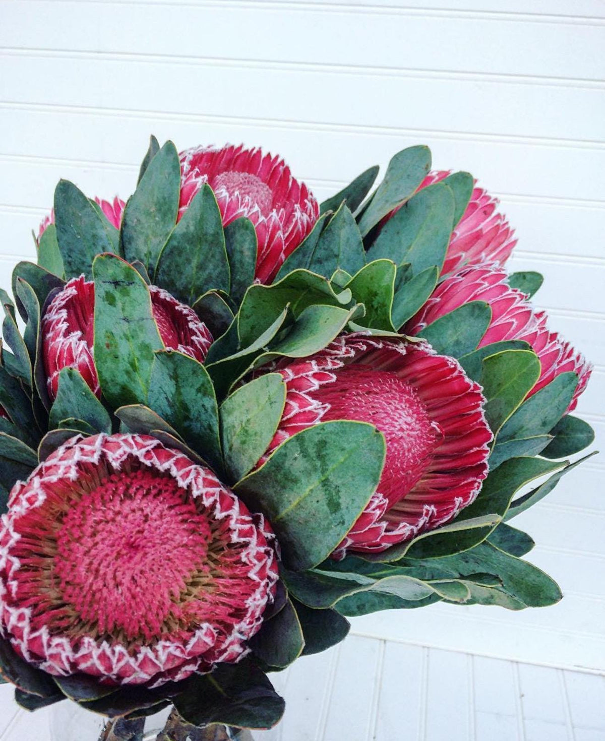 Live Plants ‘Empress Protea - 1 Gallon Size. Drought Garden