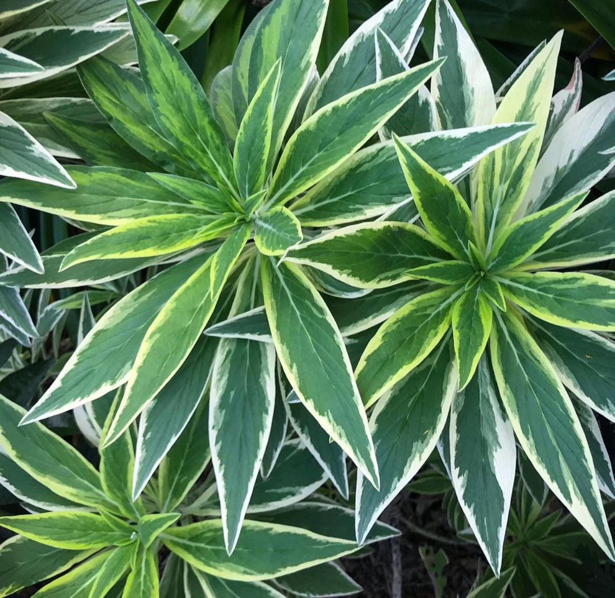 Variegated ‘Pride of Madeira Live Plants - Giant Flowers - 1 Gallon Size ‘Star of Madeira