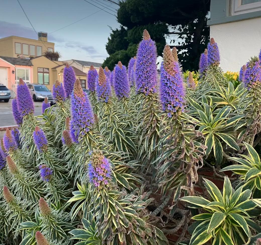 Variegated ‘Pride of Madeira Live Plants - Giant Flowers - 1 Gallon Size ‘Star of Madeira