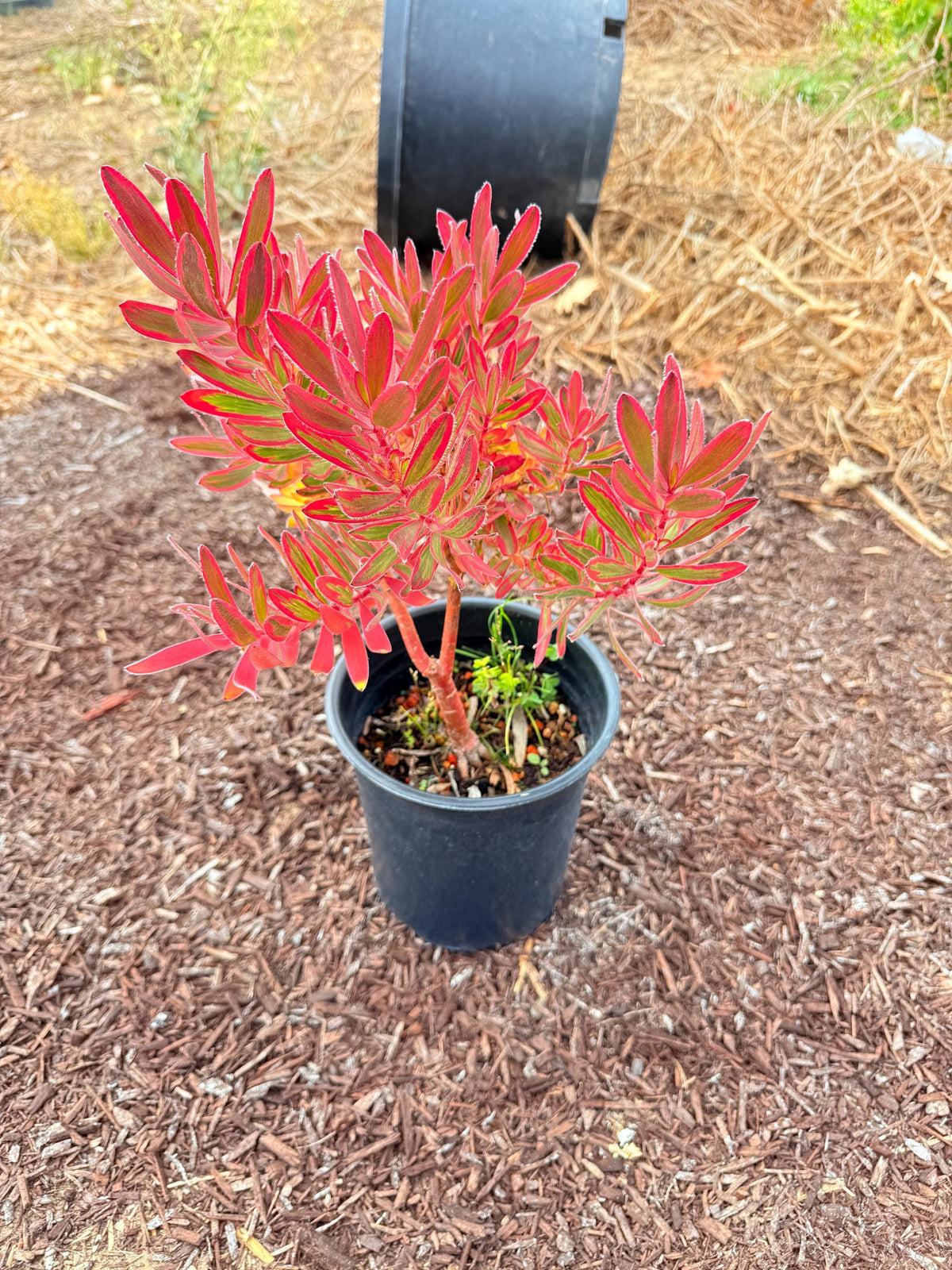 Large Leucadendron ‘JESTER | 1 Gallon Size Established Large Live Plants