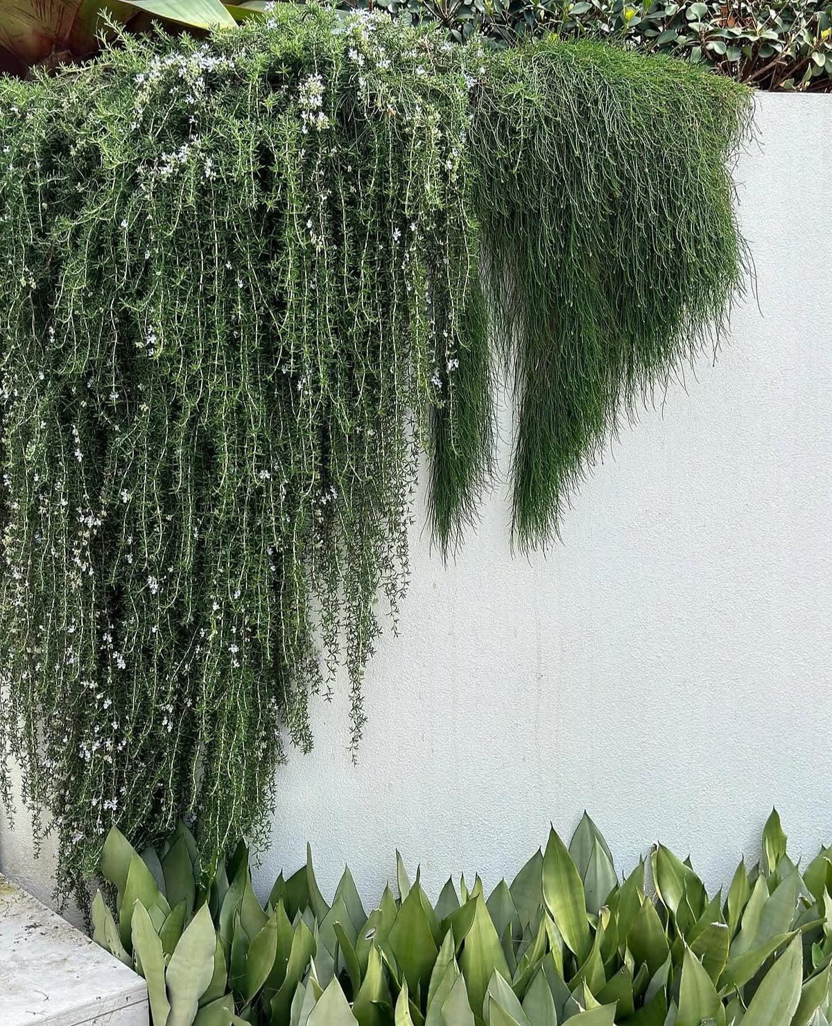 Weeping Rosemary - Cascading Plants 1 Gallon Size - Garden Shrubs