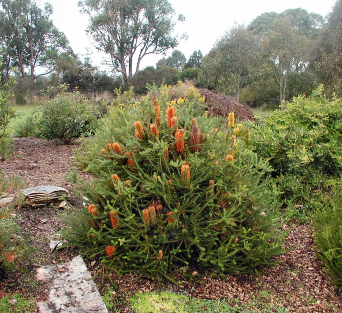 BANKSIA (In Bloom!) | Live Plants - Super Unique Blooms. Easy & Drought Tolerant! (Banksia ericifolia ‘Compact Form)