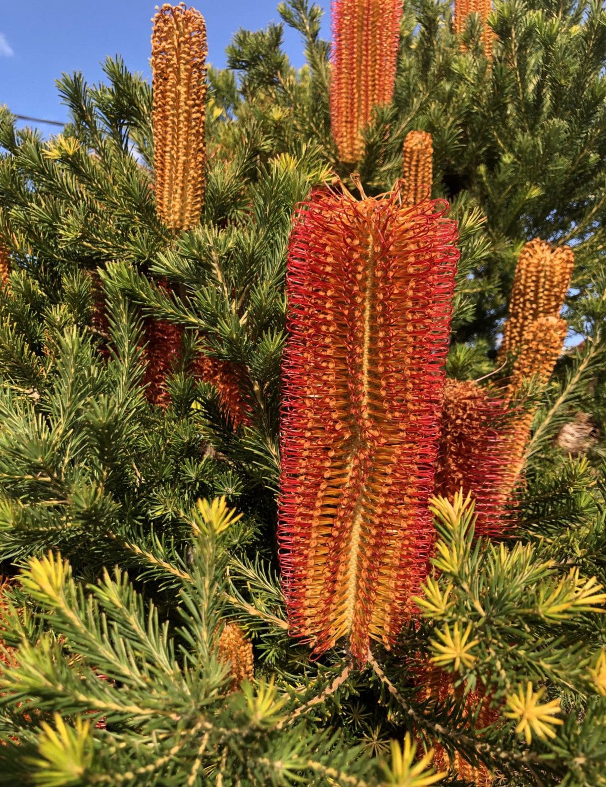 BANKSIA (In Bloom!) | Live Plants - Super Unique Blooms. Easy & Drought Tolerant! (Banksia ericifolia ‘Compact Form)