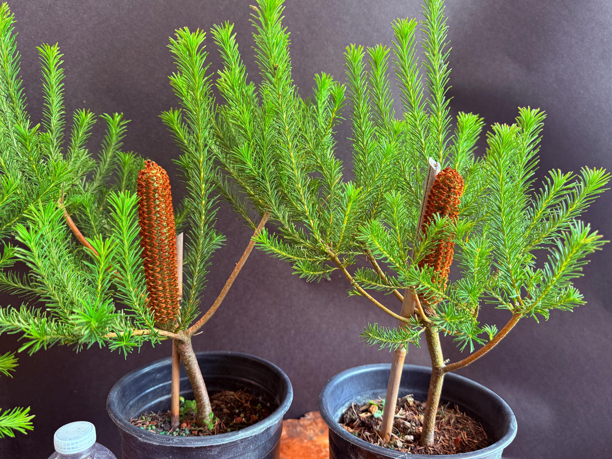 BANKSIA (In Bloom!) | Live Plants - Super Unique Blooms. Easy & Drought Tolerant! (Banksia ericifolia ‘Compact Form)