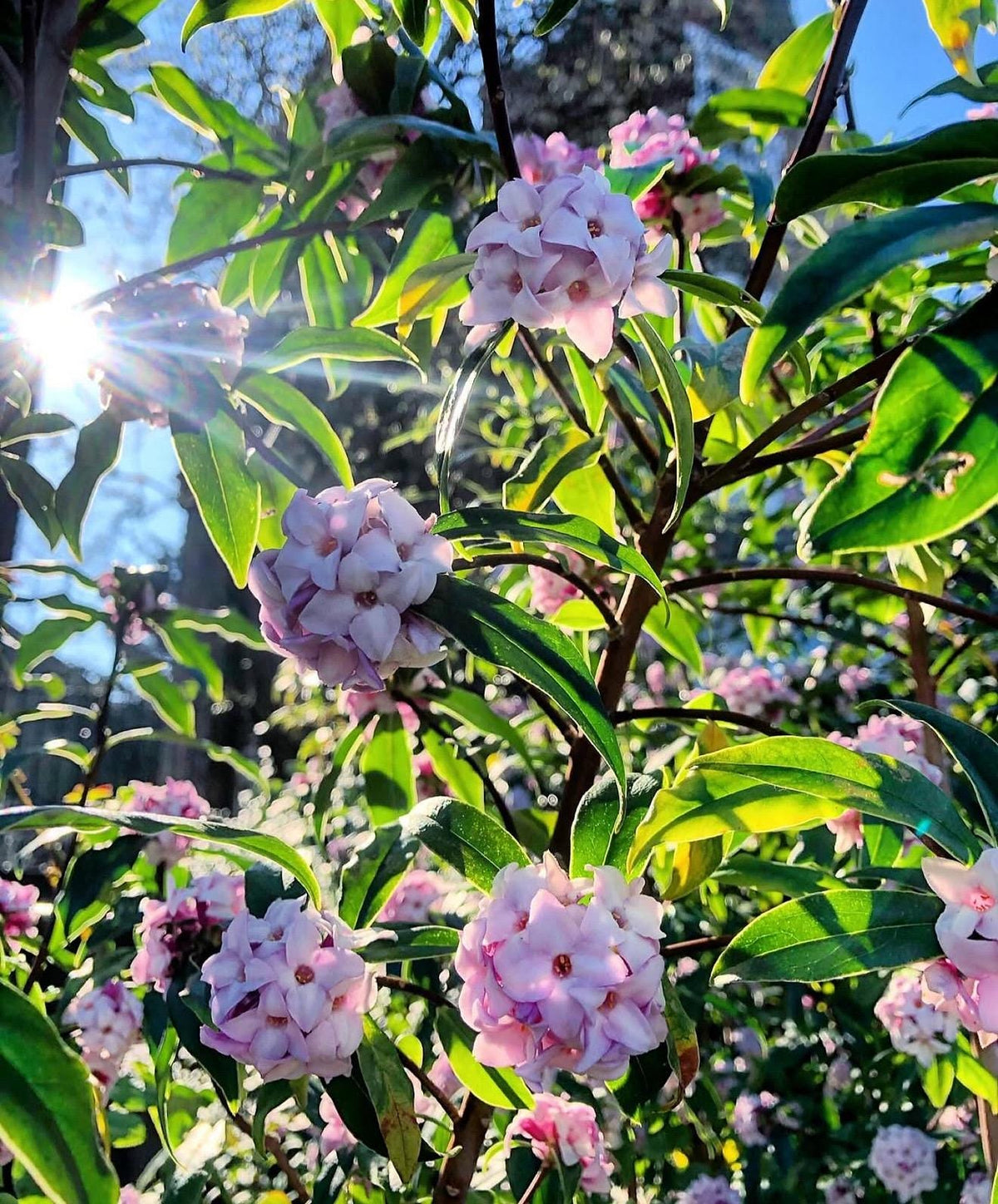 PINK Winter Daphne (Super Fragrant!) - 1 Gallon - Live Established Plants
