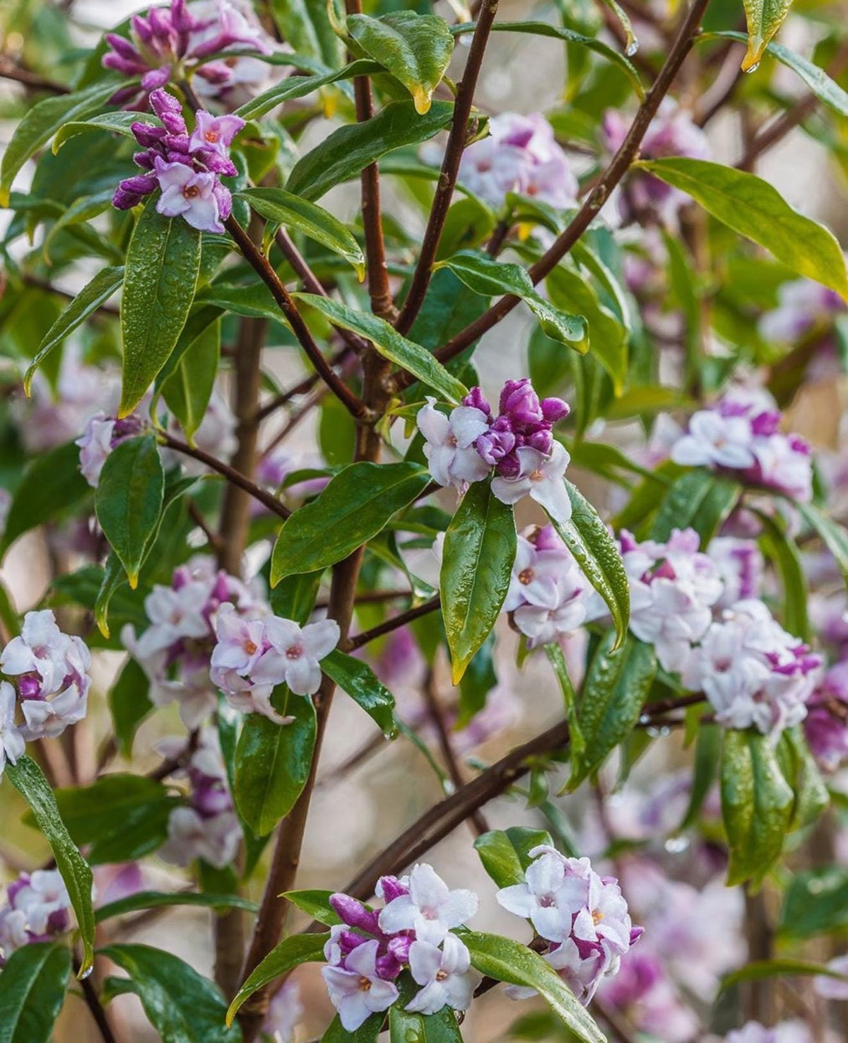PINK Winter Daphne (Super Fragrant!) - 1 Gallon - Live Established Plants