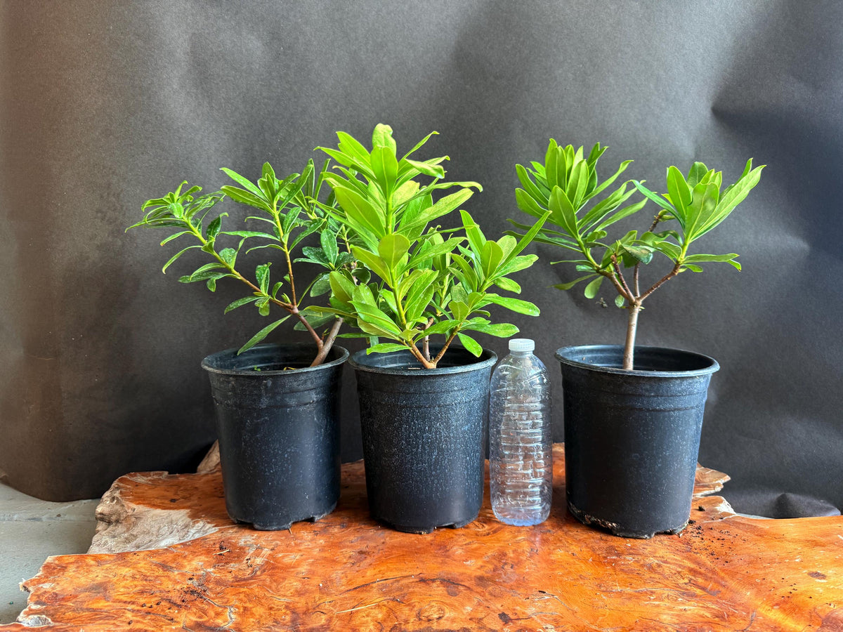 PINK Winter Daphne (Super Fragrant!) - 1 Gallon - Live Established Plants