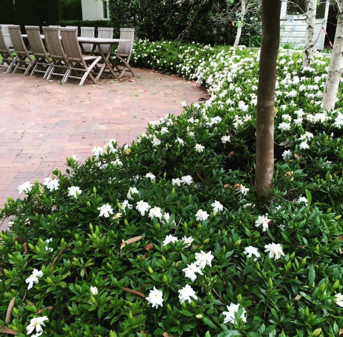 Gardenia ‘Frostproof (Super Fragrant!) - LARGE 1 Gallon Live Plants
