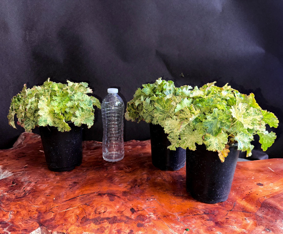 Snow Angel Heuchera - Variegated Leaves - Live Established Plants