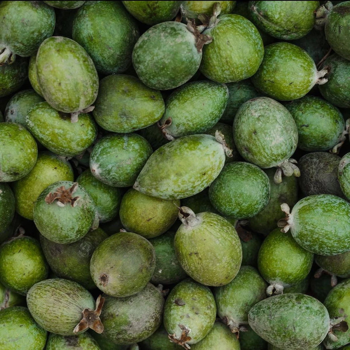 Guava ‘Pineapple | Fruit Tree | Live Large Plants 1  Gallon