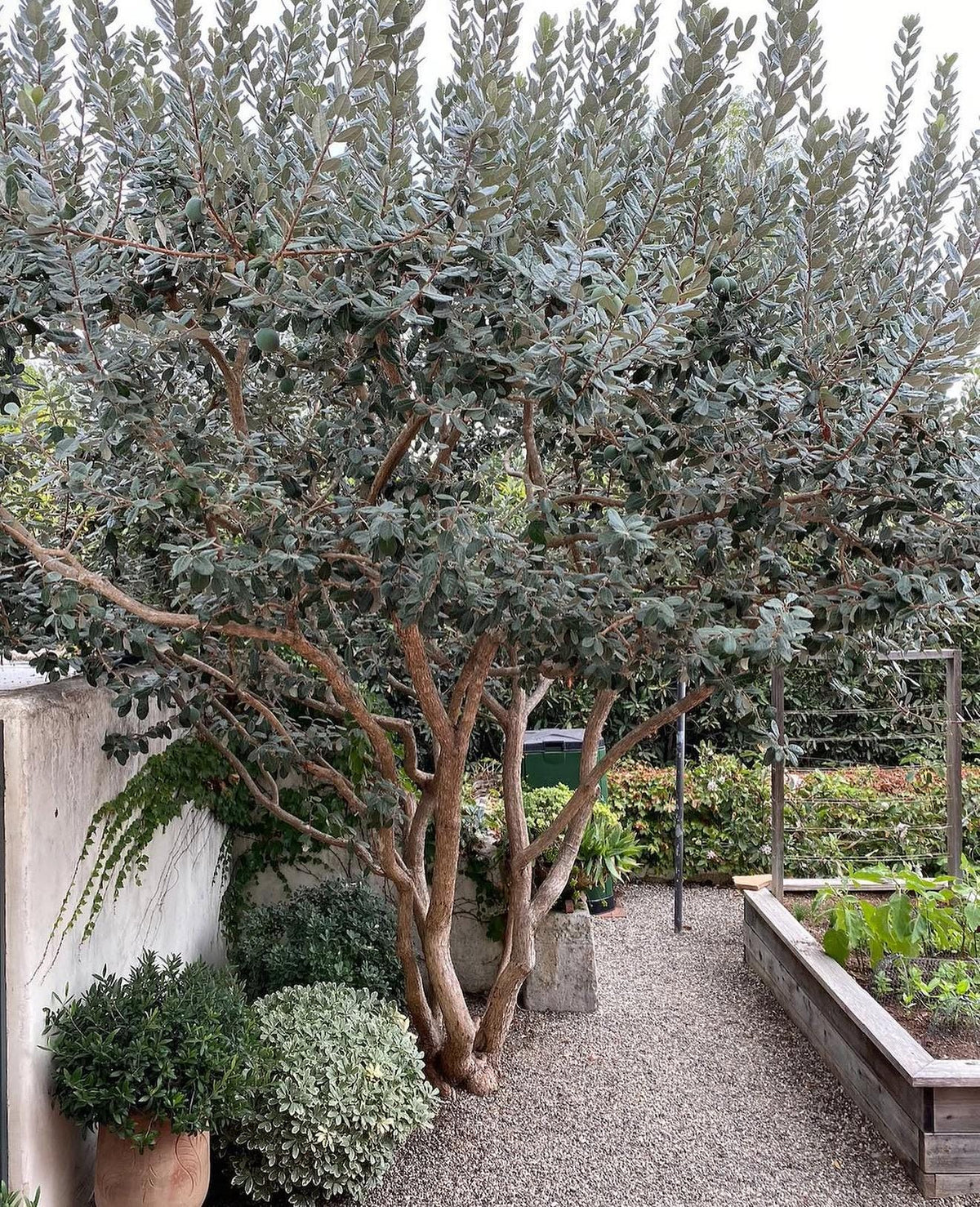 Guava ‘Pineapple | Fruit Tree | Live Large Plants 1  Gallon