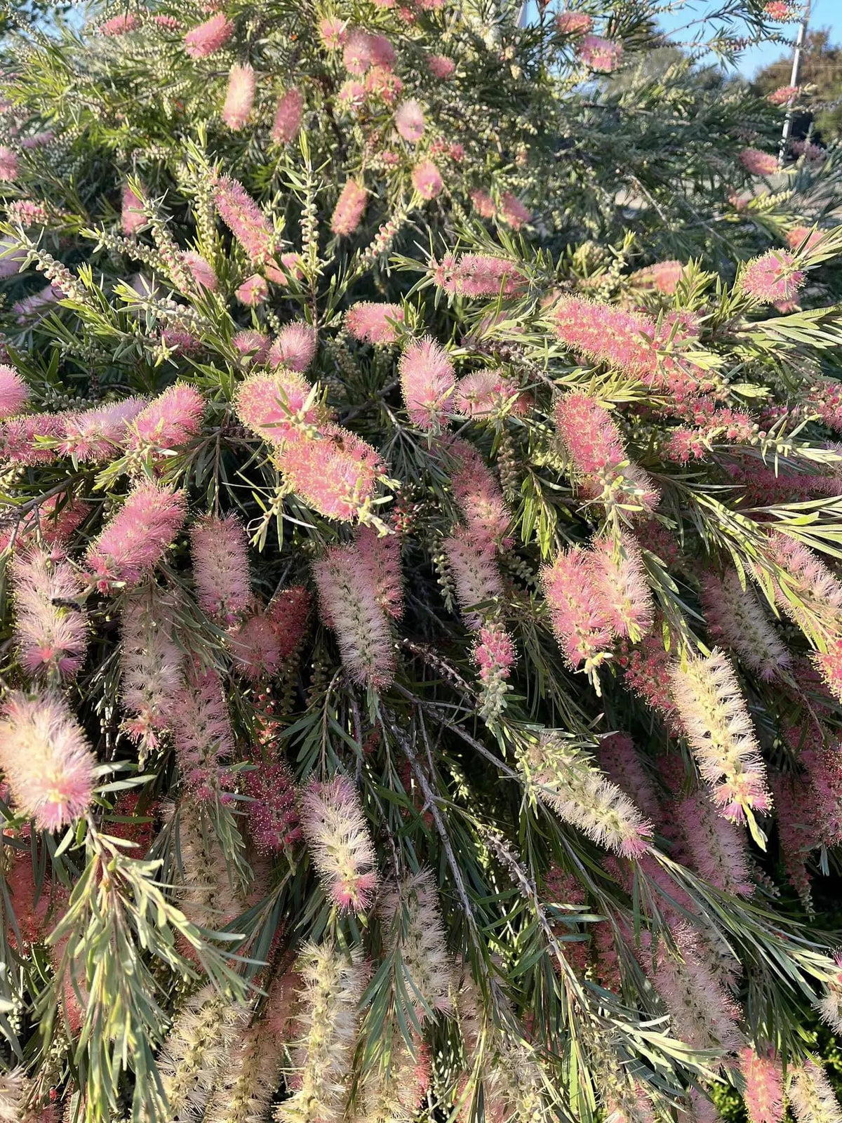 Weeping Bottlebrush ‘Canes Hybrid | Peachy Strawberry Lemonade Blooms - 1 Gallon Plants