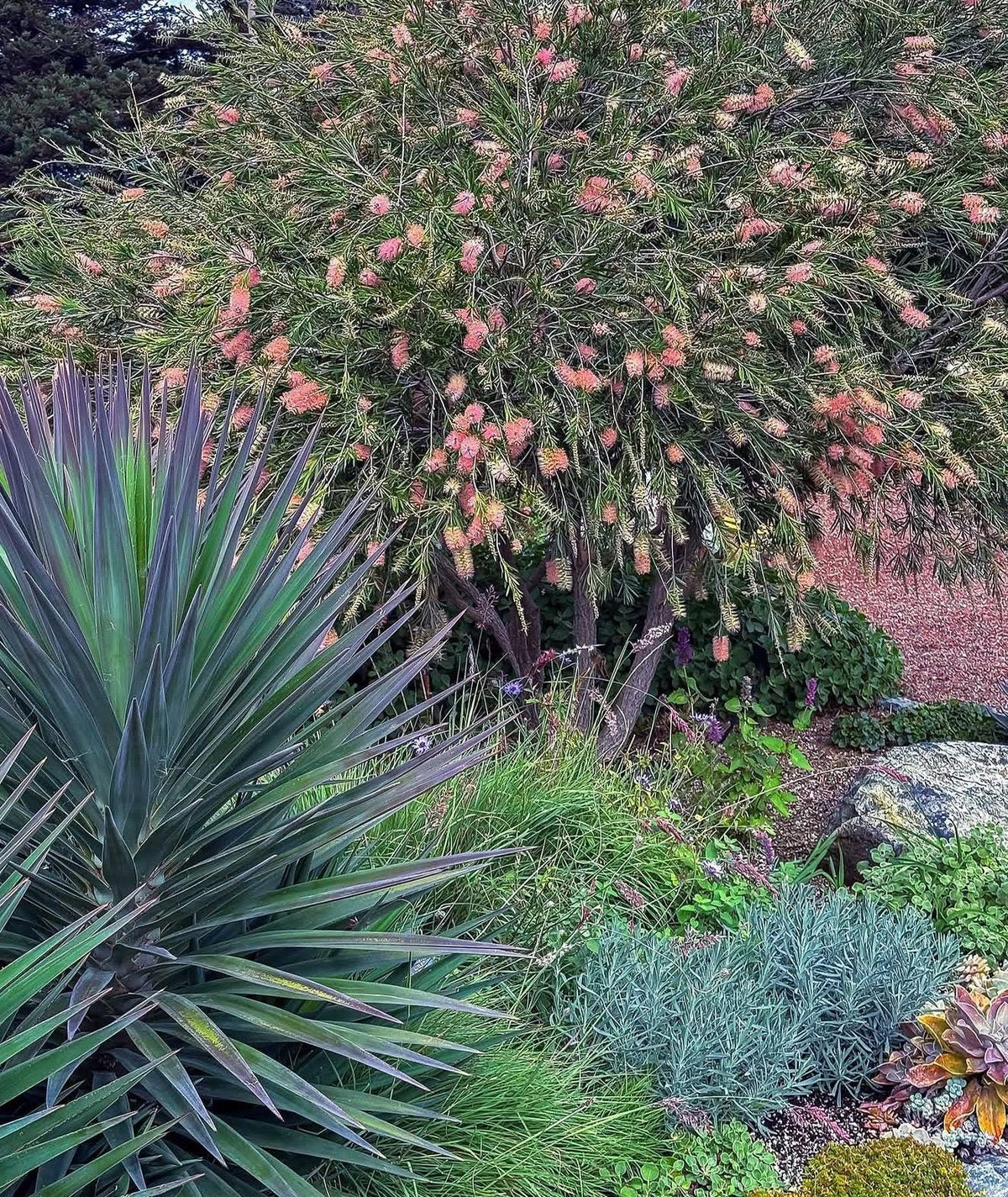 Weeping Bottlebrush ‘Canes Hybrid | Peachy Strawberry Lemonade Blooms - 1 Gallon Plants