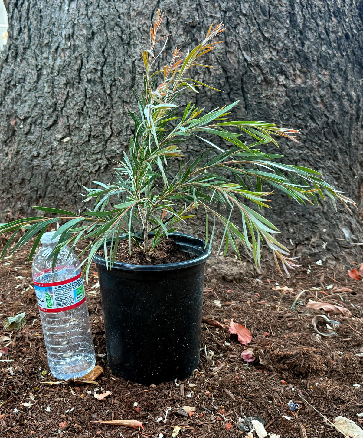 Weeping Bottlebrush ‘Canes Hybrid | Peachy Strawberry Lemonade Blooms - 1 Gallon Plants