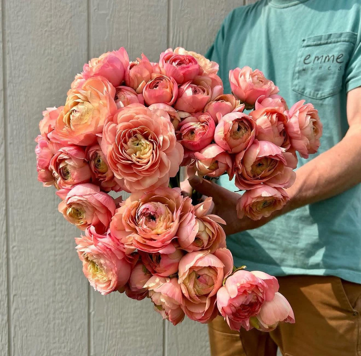 Imported Ranunculus ‘Pastello Dolce Vita Elegance Series - 5 Corms