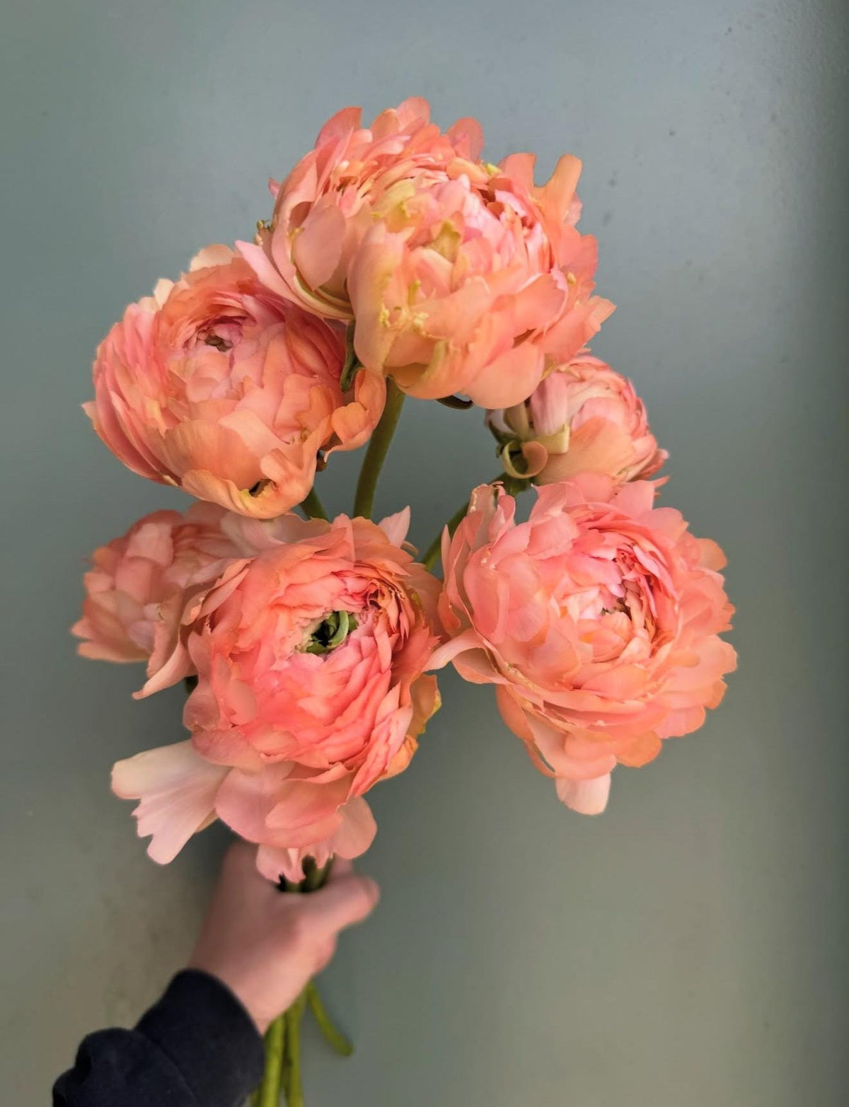 Imported Ranunculus ‘Grand Pastel Cloni Success Series - 5 Corms