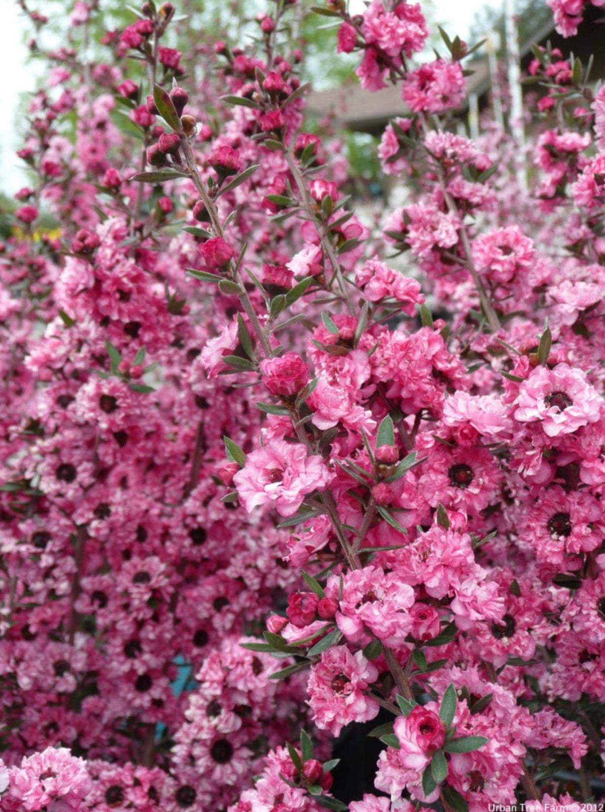 Candy Cane Tea Shrub (Leptospermum ‘Candycane) - Double Flowers - 1 Gallon Live Plants