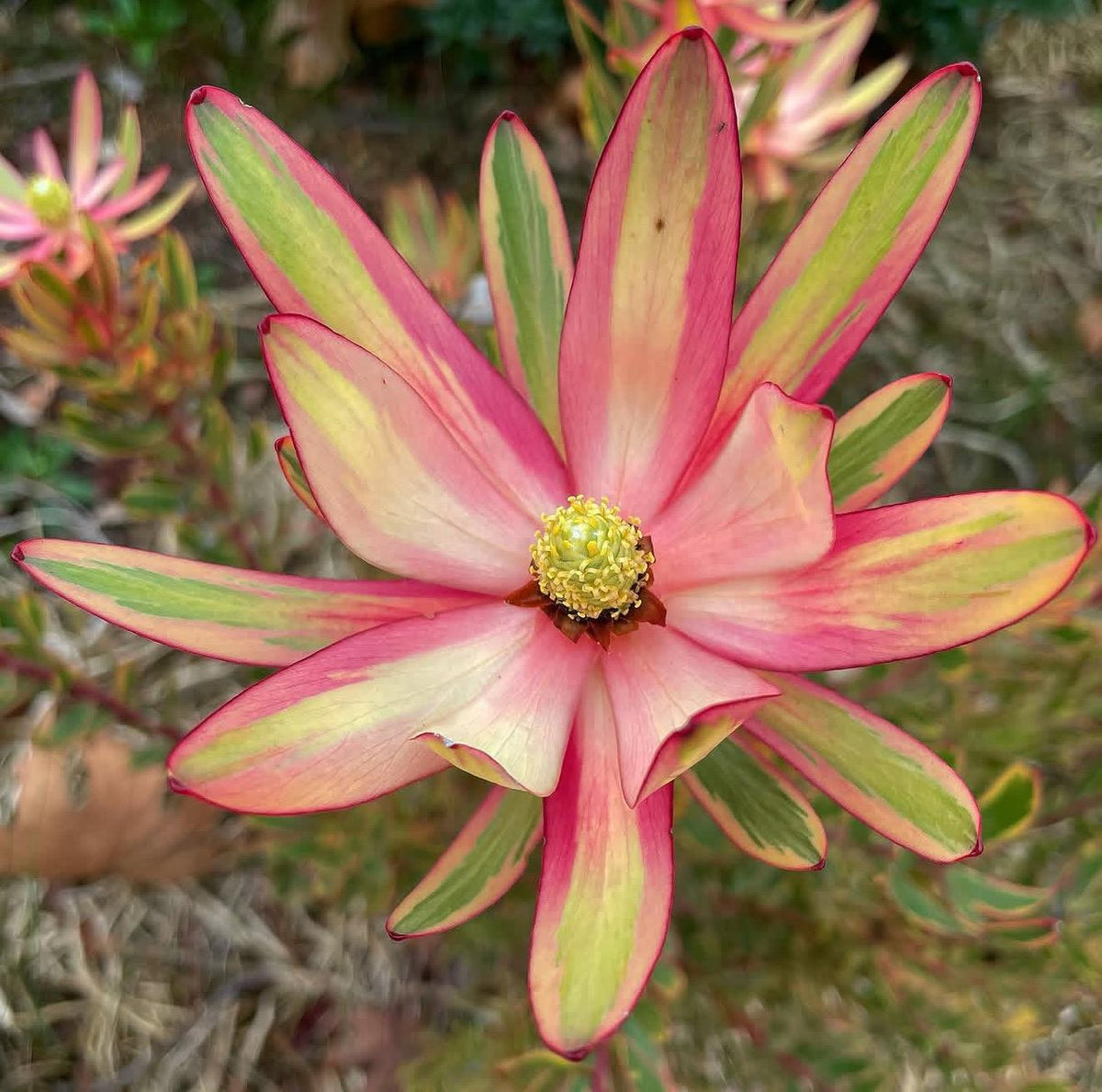 Large Leucadendron ‘JESTER | 1 Gallon Size Established Large Live Plants
