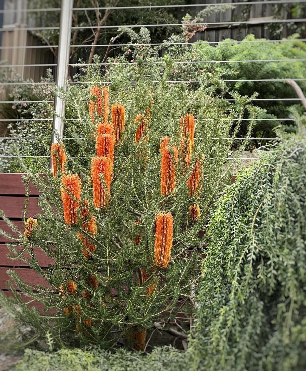BANKSIA (In Bloom!) | Live Plants - Super Unique Blooms. Easy & Drought Tolerant! (Banksia ericifolia ‘Compact Form)