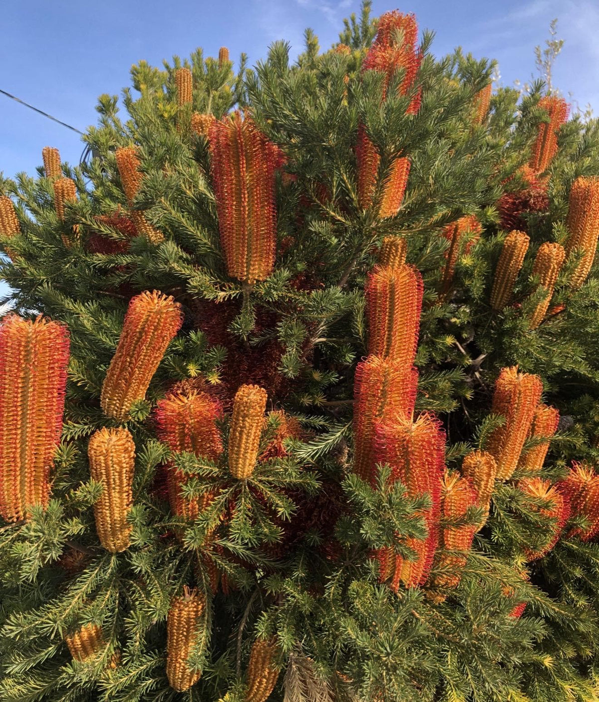 BANKSIA (In Bloom!) | Live Plants - Super Unique Blooms. Easy & Drought Tolerant! (Banksia ericifolia ‘Compact Form)