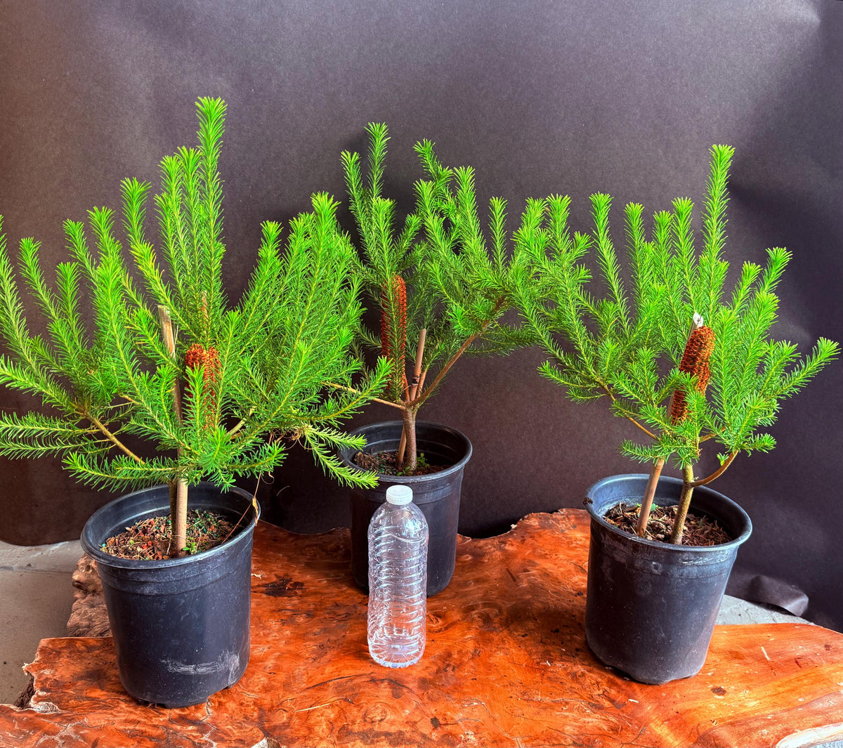 BANKSIA (In Bloom!) | Live Plants - Super Unique Blooms. Easy & Drought Tolerant! (Banksia ericifolia ‘Compact Form)