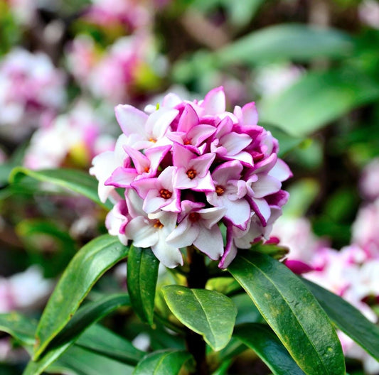 PINK Winter Daphne (Super Fragrant!) - 1 Gallon - Live Established Plants